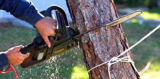 Professional  Tree Services in Spring Valley, AZ