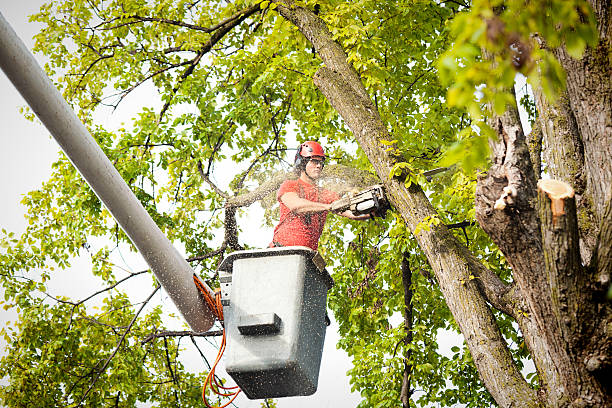 Why Choose Our Tree Removal Services in Spring Valley, AZ?